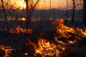 Natural Disaster Forest Fire