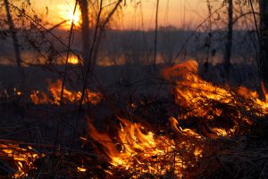 Wildfire