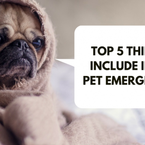 5 Things to Include in Your Pet Emergency Kit