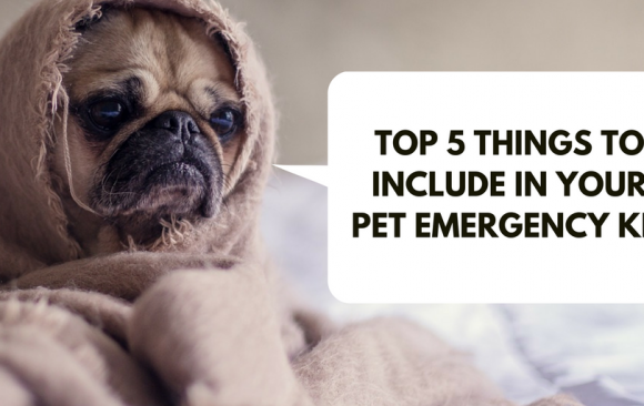 BLOG - 5 Things to Include in Your Pet Emergency Kit 5 Things to Include in Your Pet Emergency Kit