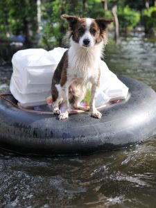 pet emergency kit first aid