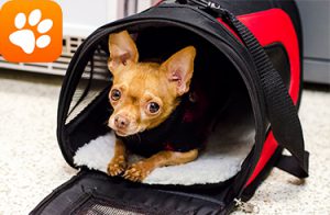 Pet Preparedness Emergency Preparedness Resources