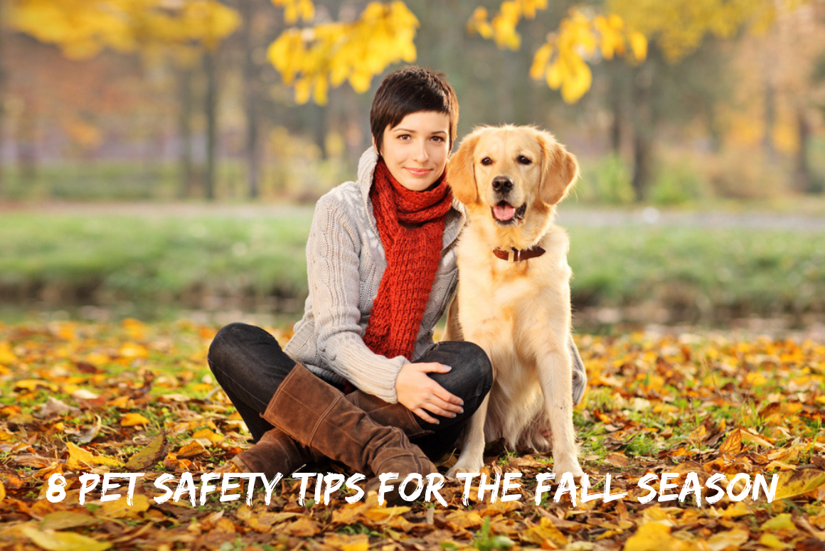 8 Pet Safety Tips for the Fall Season