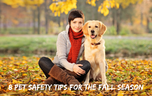 BLOG_ Pet Safety Tips for Fall 8 Pet Safety Tips for the Fall Season