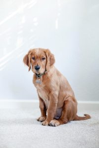 pet safety tips tags and microchips